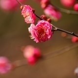 安妮公主77