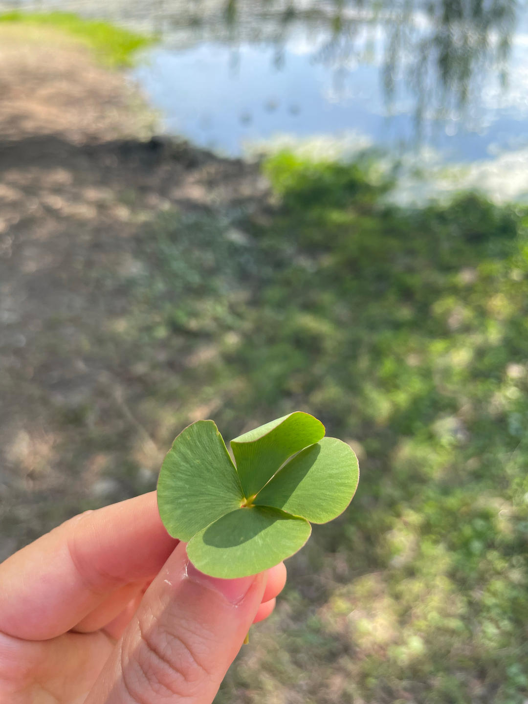 美食爱好者大白鹅