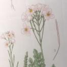 鱼儿和米米的厨房