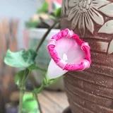 手机用户9607_bwd9