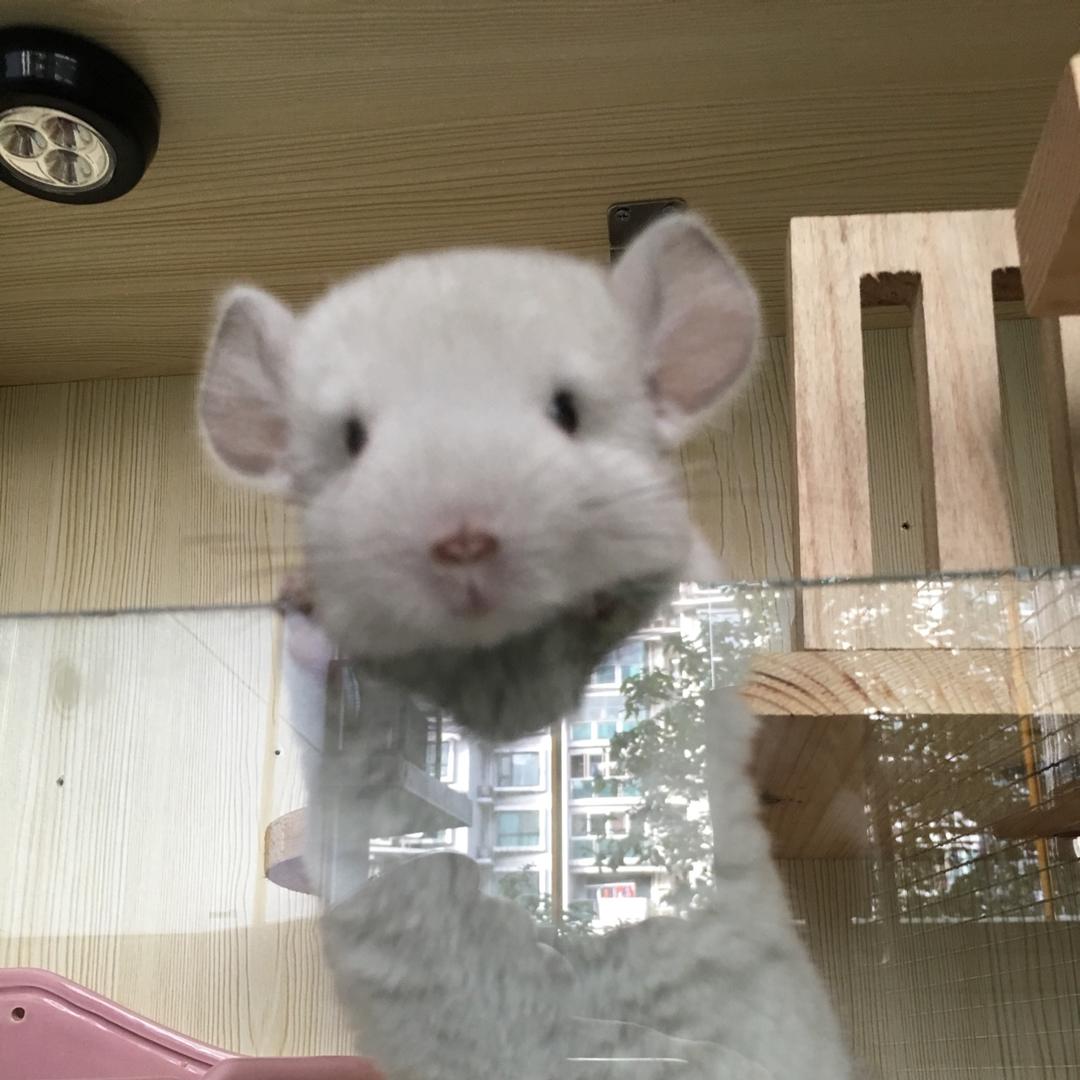 栗子妈咪