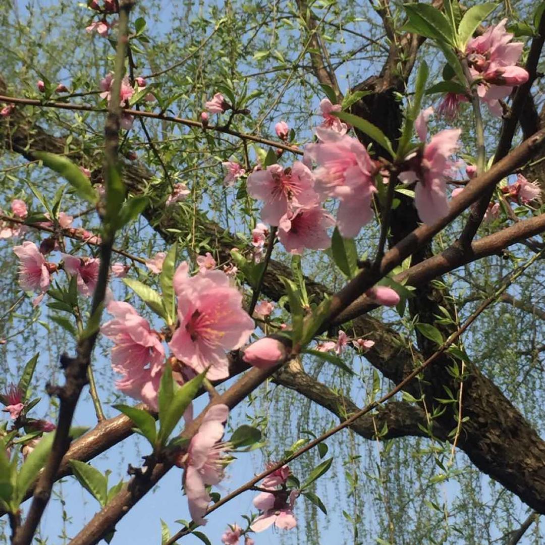 小虾米323