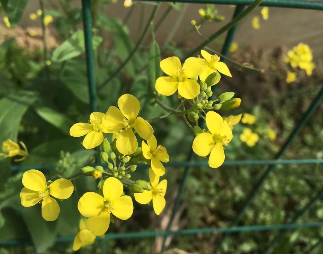 心中的那片芳草地