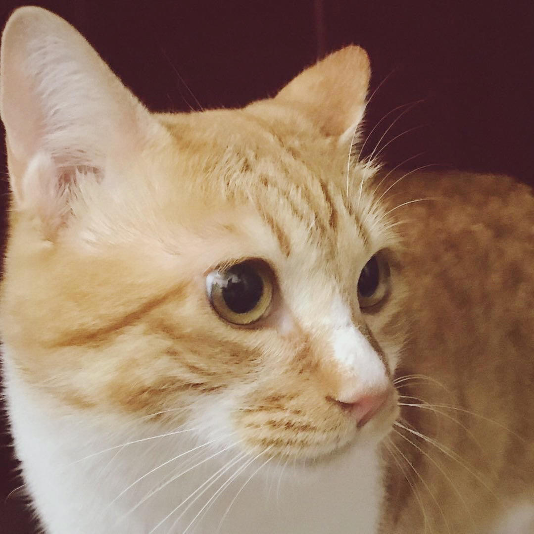 我们狗头人没有自己的名字吗