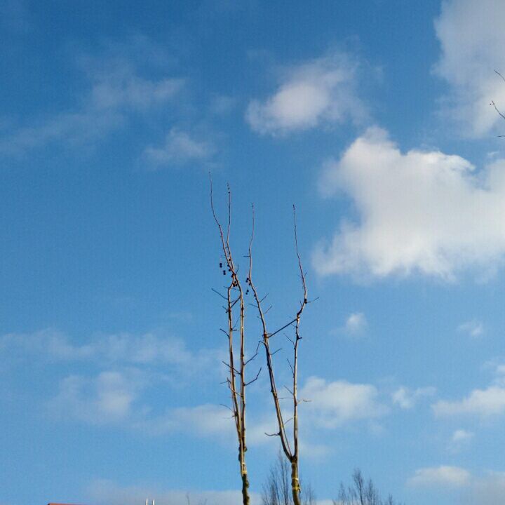 想念你的大耳朵迎