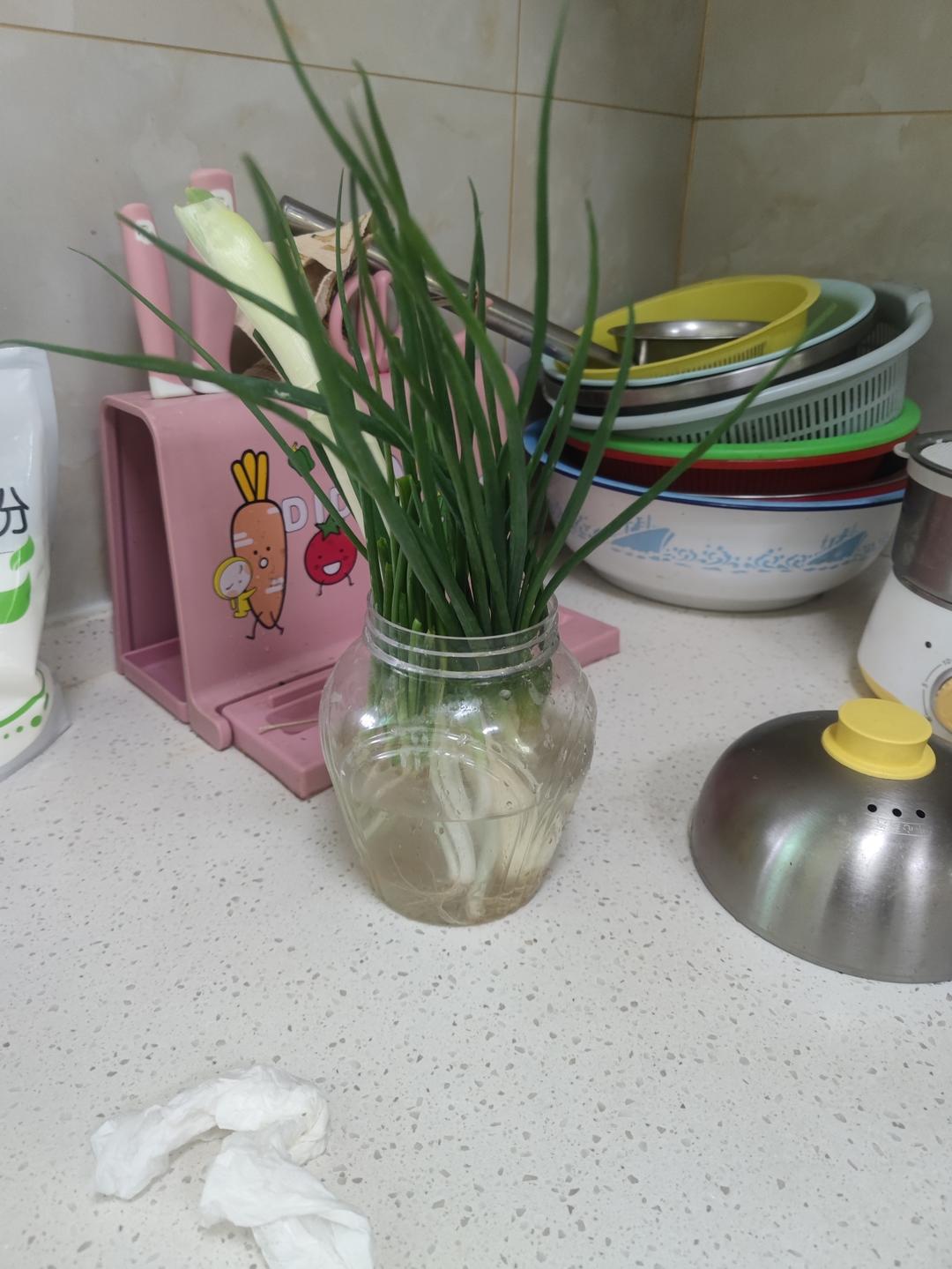 小葱的保存&水培：2周不用买葱