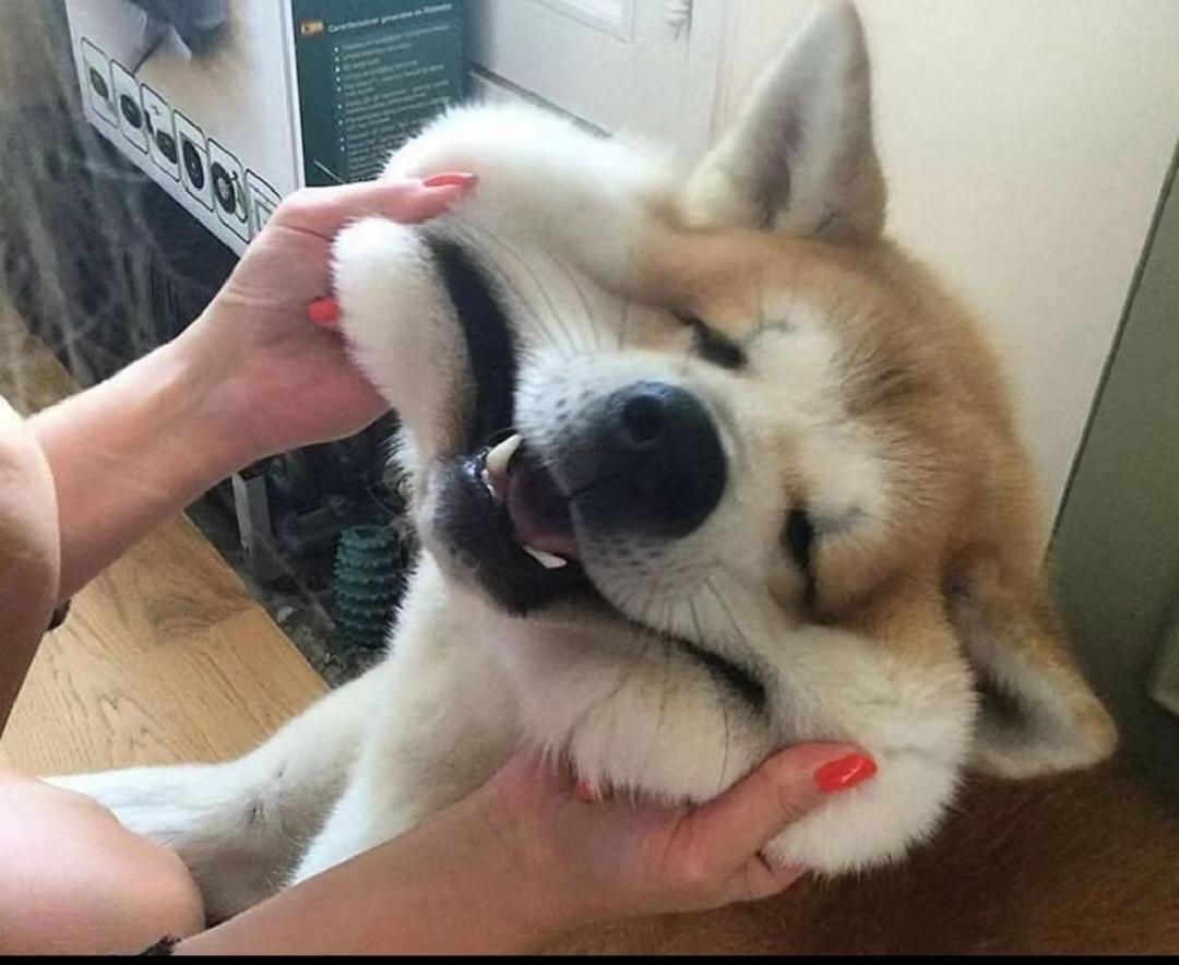 柴柴哈哈哈