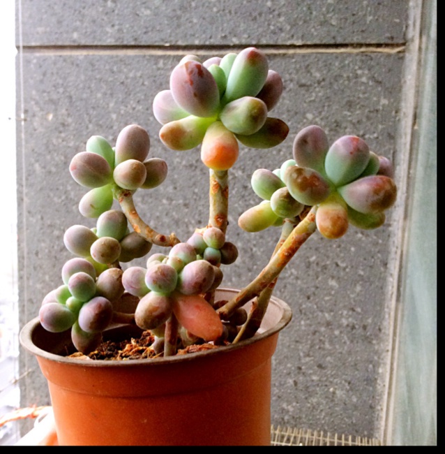 那些花儿