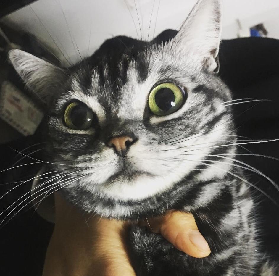 顾德白_