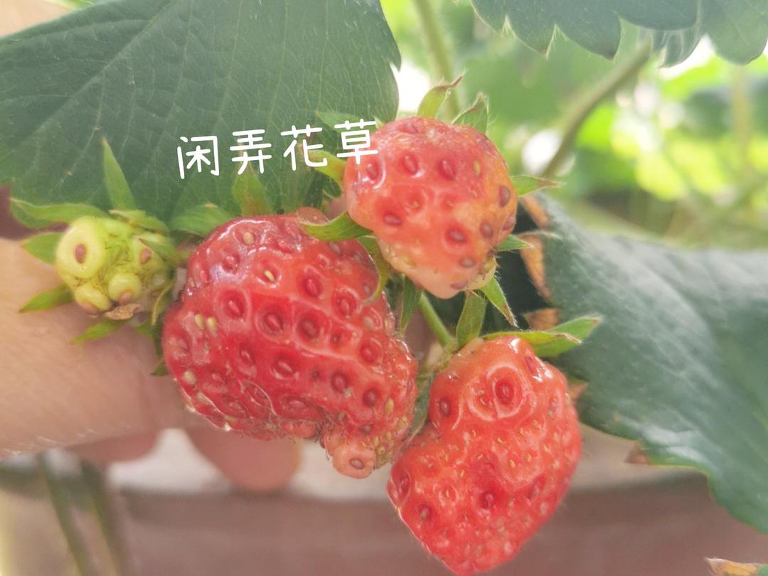 【酸辣凉拌面】夏天必备，酸辣开胃，连吃三大碗