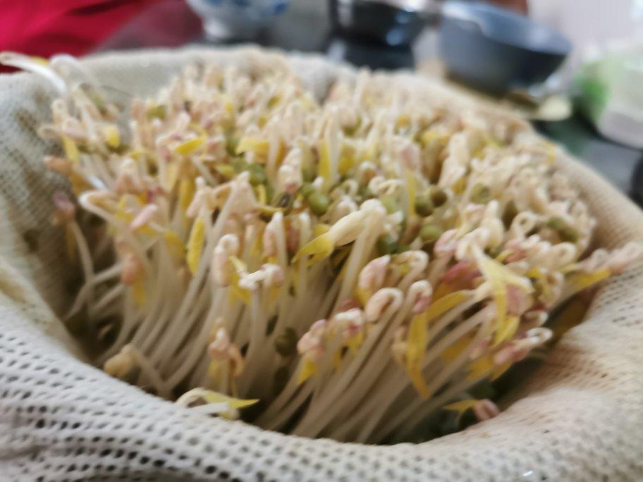 绿豆芽只有自己发的才好吃