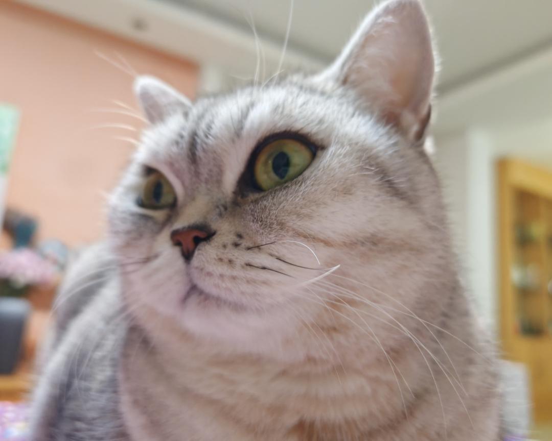 自由鸟飞翔