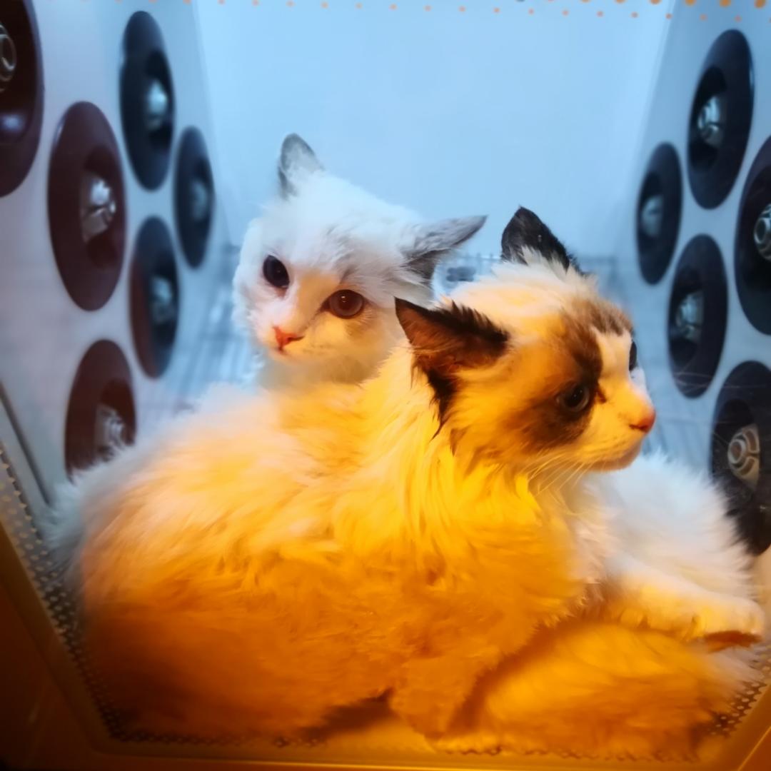 清蒸猫屎