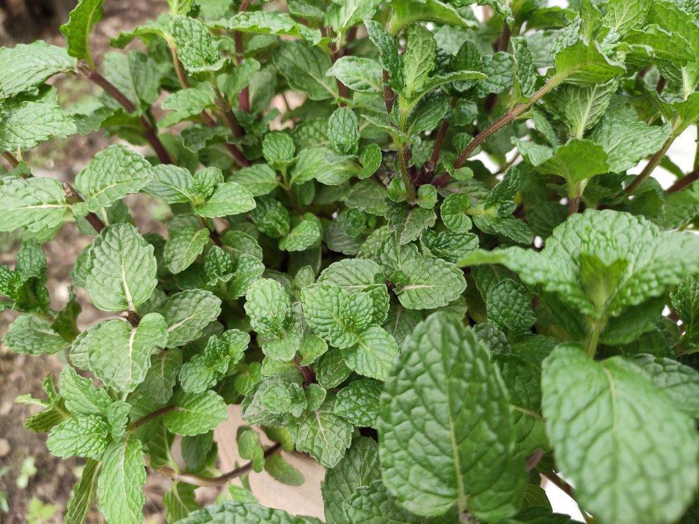 薄荷种植手册，如何把你的薄荷养到爆盆