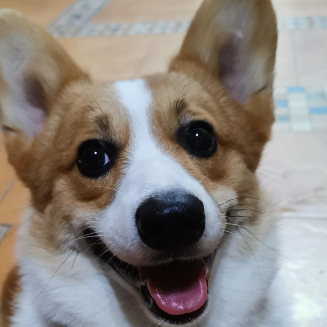言小宝
