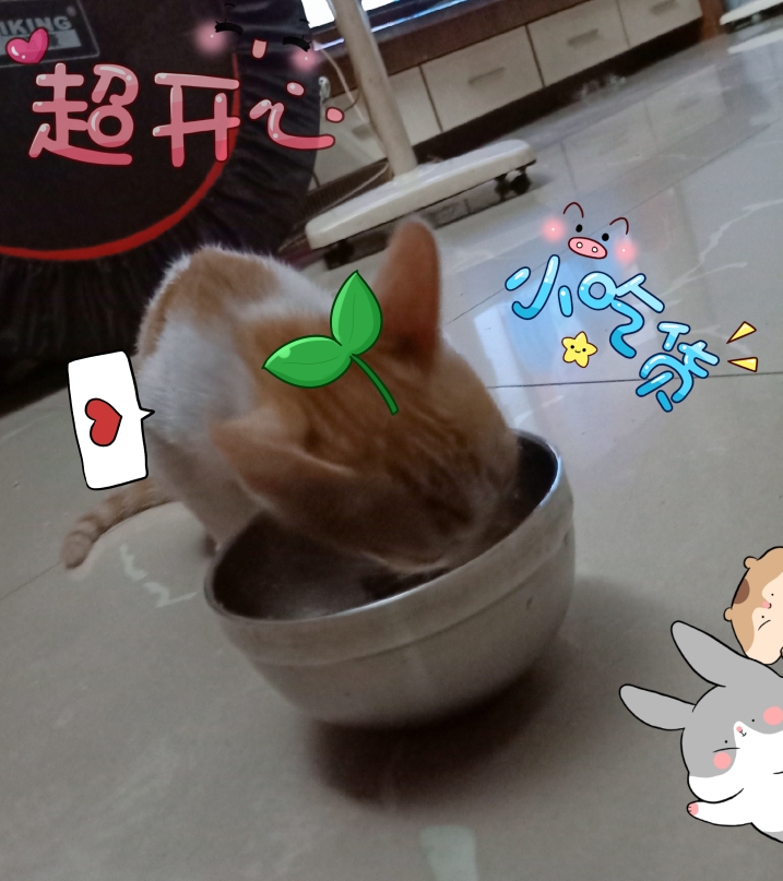 猫猫营养餐（猫饭）的做法
