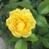 手机用户9080_nusg