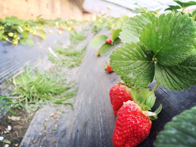 今冬第一颗草莓