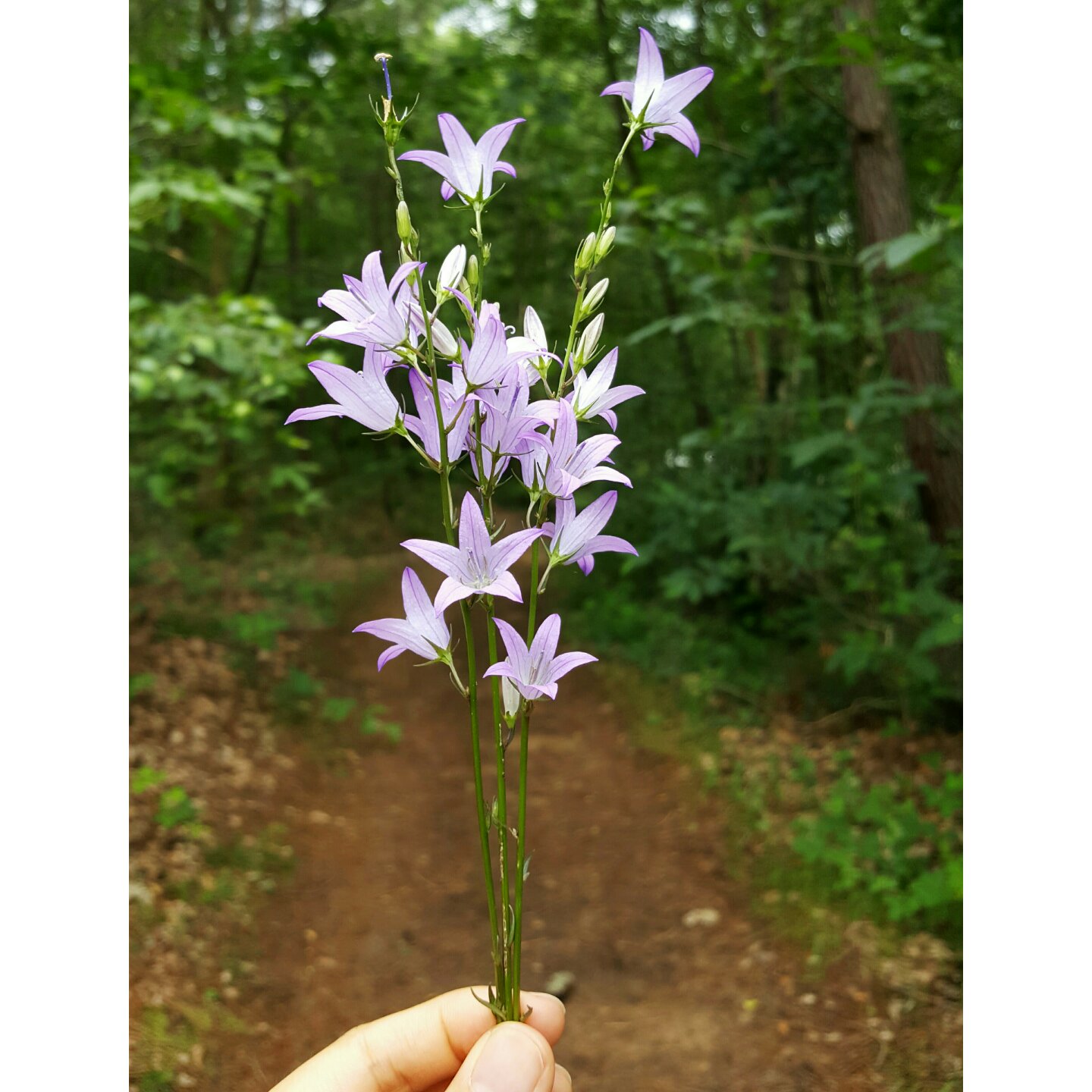 清水出芙蓉