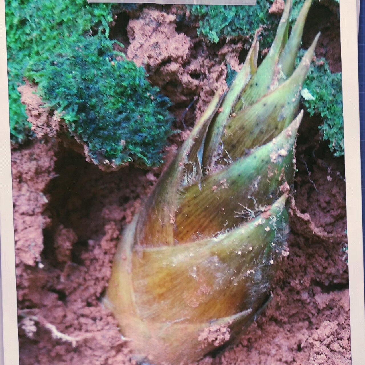 晚餐•2015年12月23日