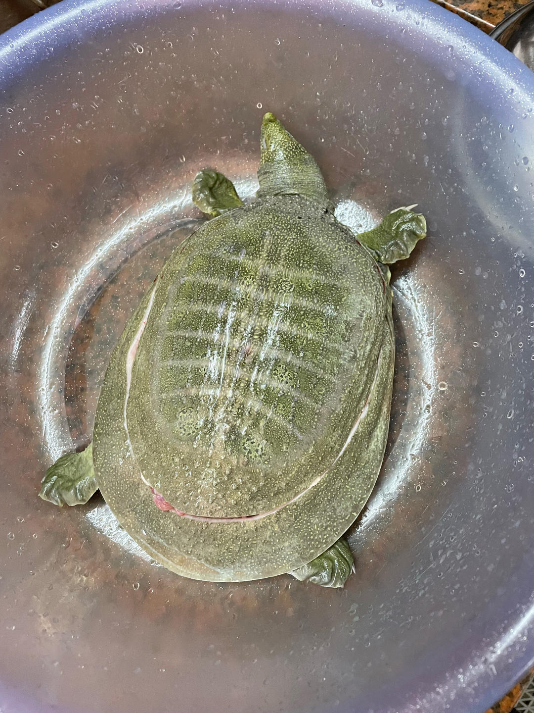 霸王别鸡(甲鱼焖鸡)