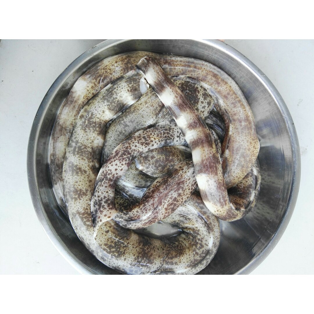 作品晚餐612016年8月31日#晚餐612016年8月31日#今晚吃它:钱鳗!