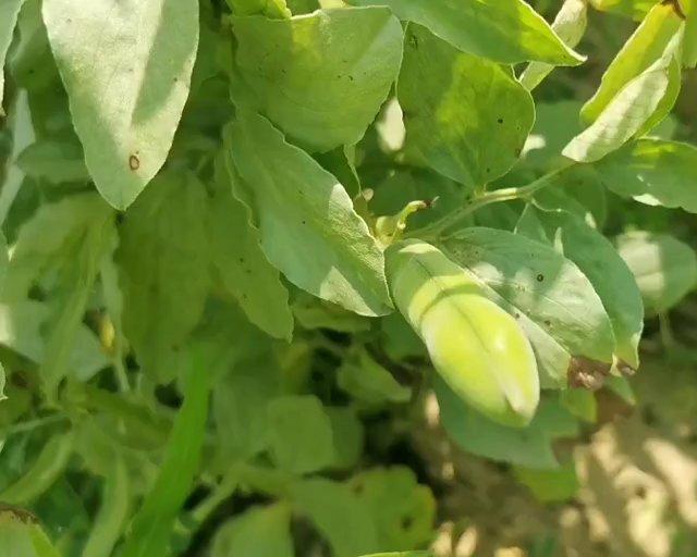 雪菜肉末油焖蚕豆（美善品制作）