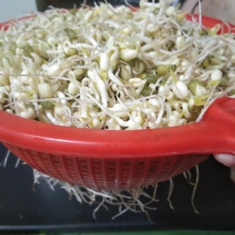 自己生的绿豆芽