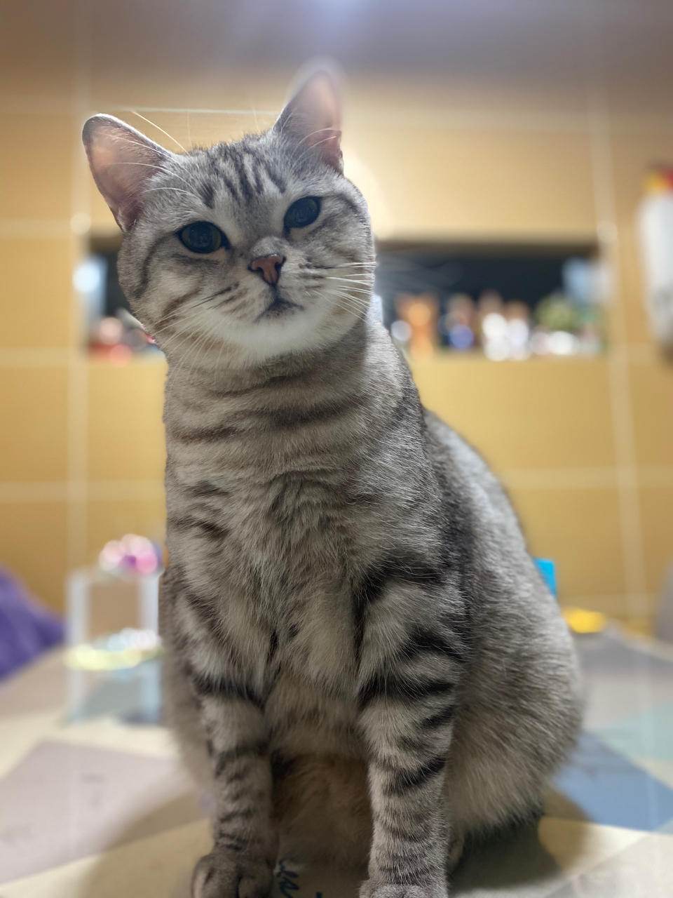猫茉莉