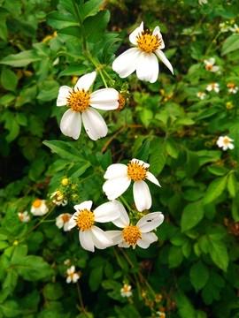 鬼针草（一根针）的做法