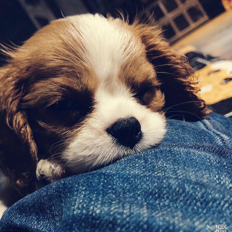 平平无奇的做饭小天才吗