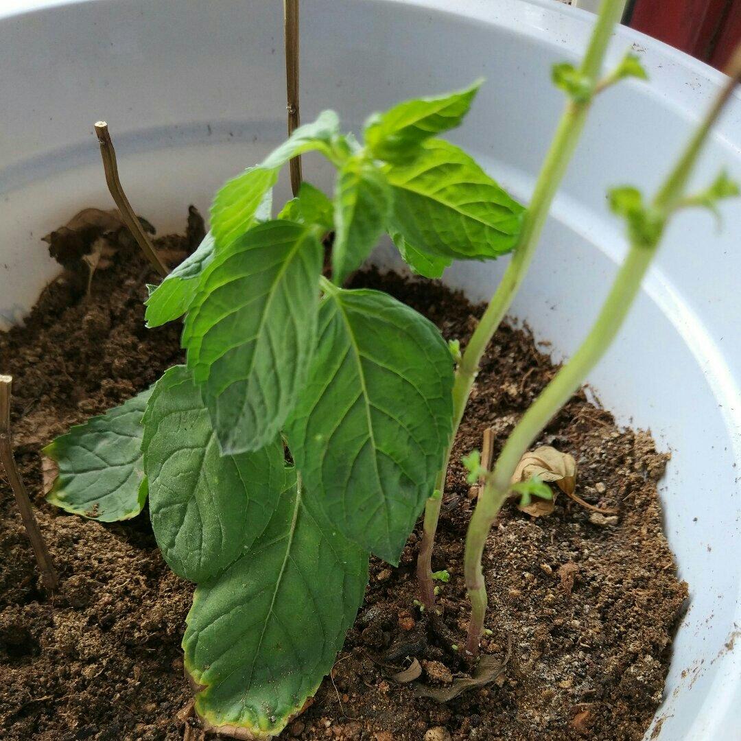 薄荷种植手册，如何把你的薄荷养到爆盆