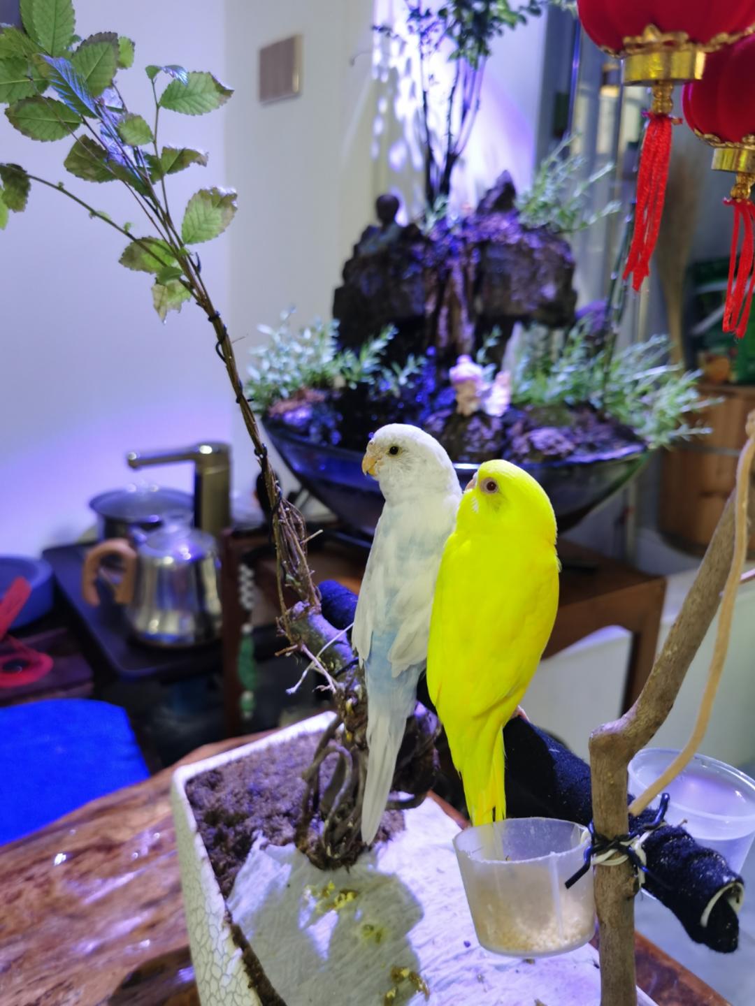 叫我巧克力甜甜