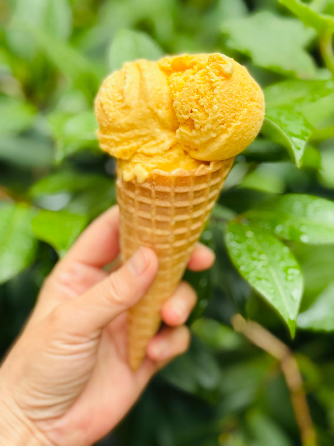 自制芒果冰淇淋