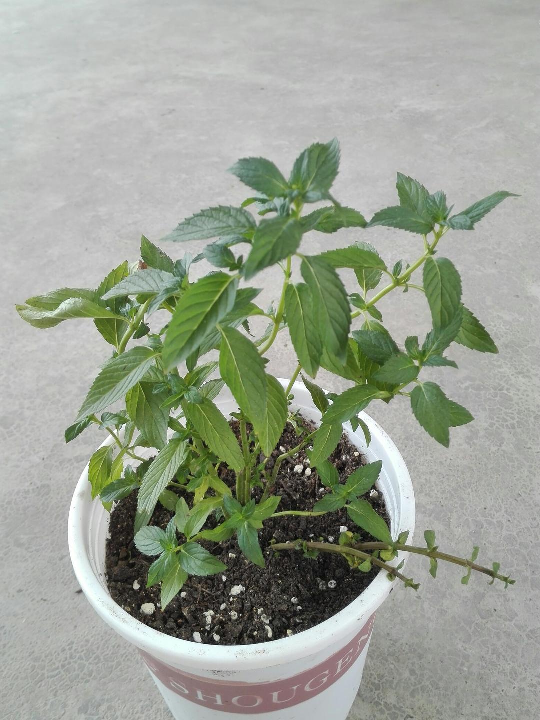 在阳台养花种草

是一种生活情趣