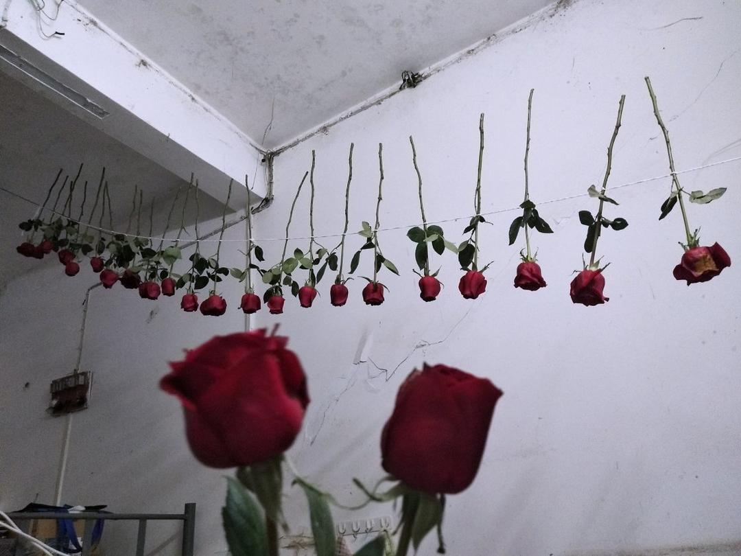 玫瑰花变干花永远保存你的爱