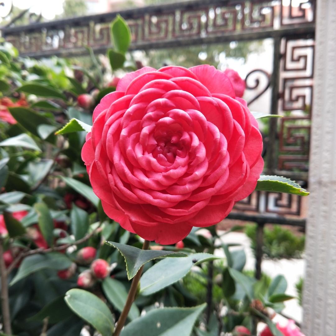 如若视见