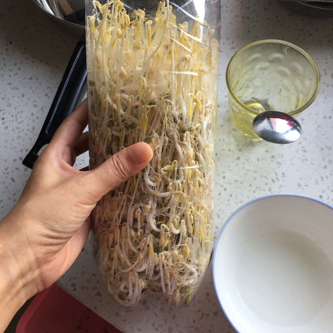 自发豆芽（可乐瓶发豆芽0失败！）