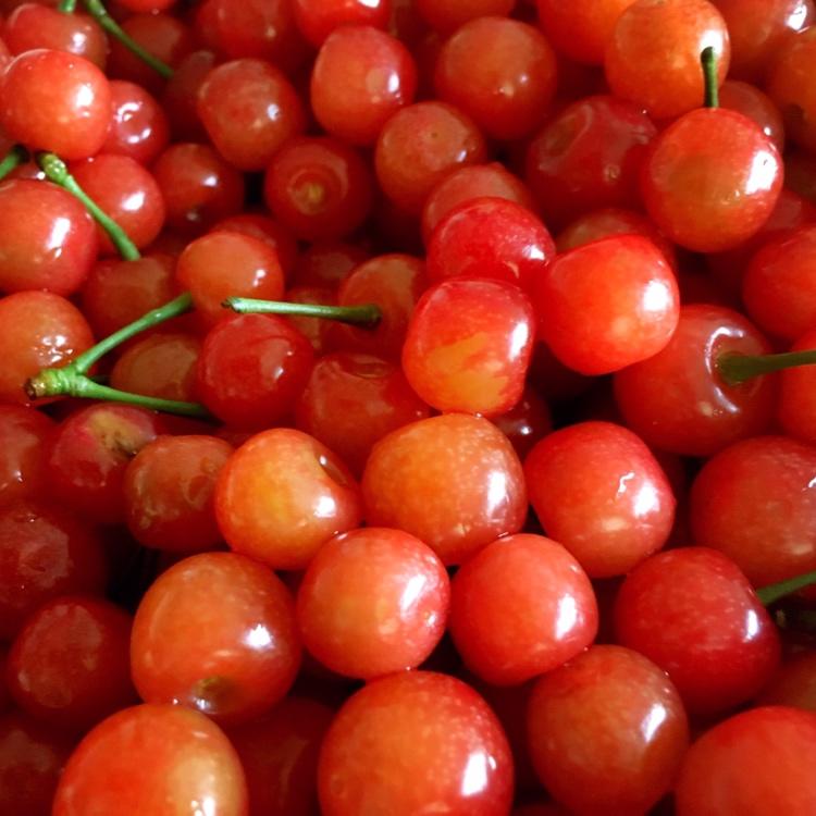 「面包记录2」全麦葡萄核桃小欧包