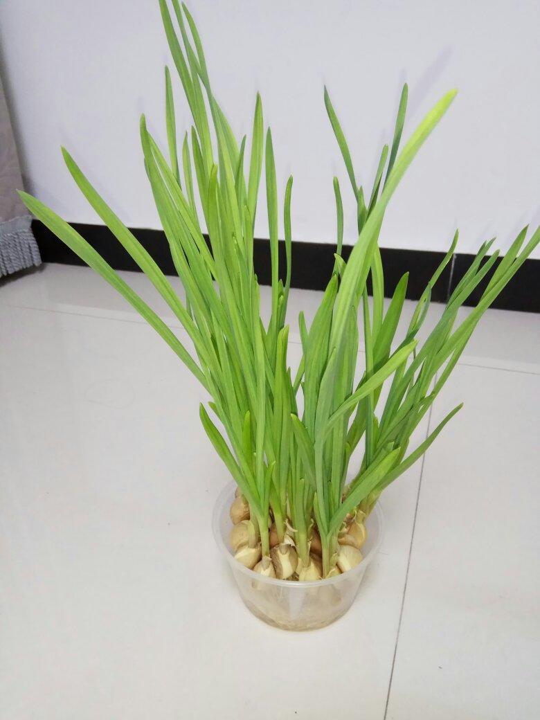 molly1707做的自种蒜苗