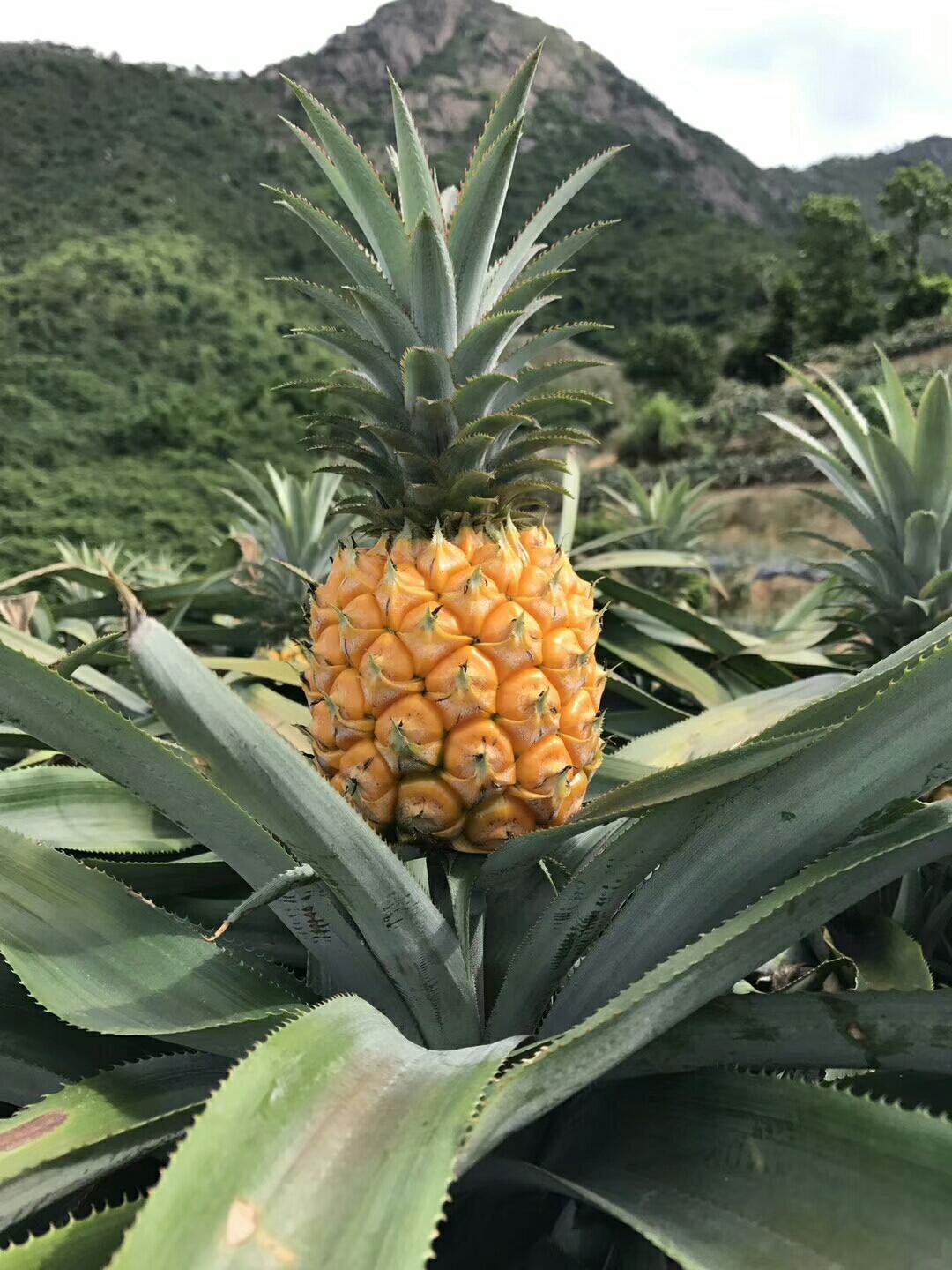 神湾菠萝银耳马蹄枸杞甜汤的做法 步骤1