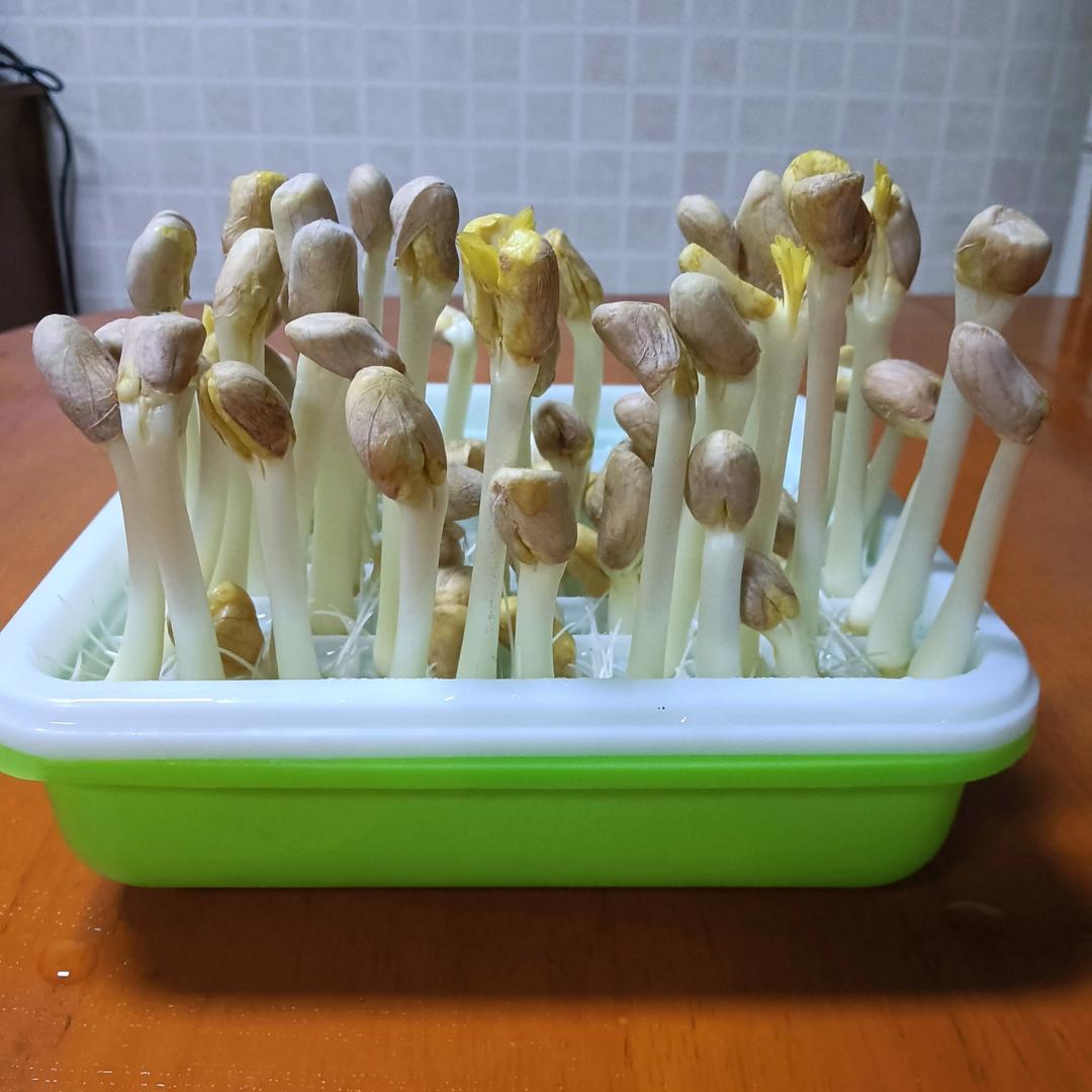 花生芽水培