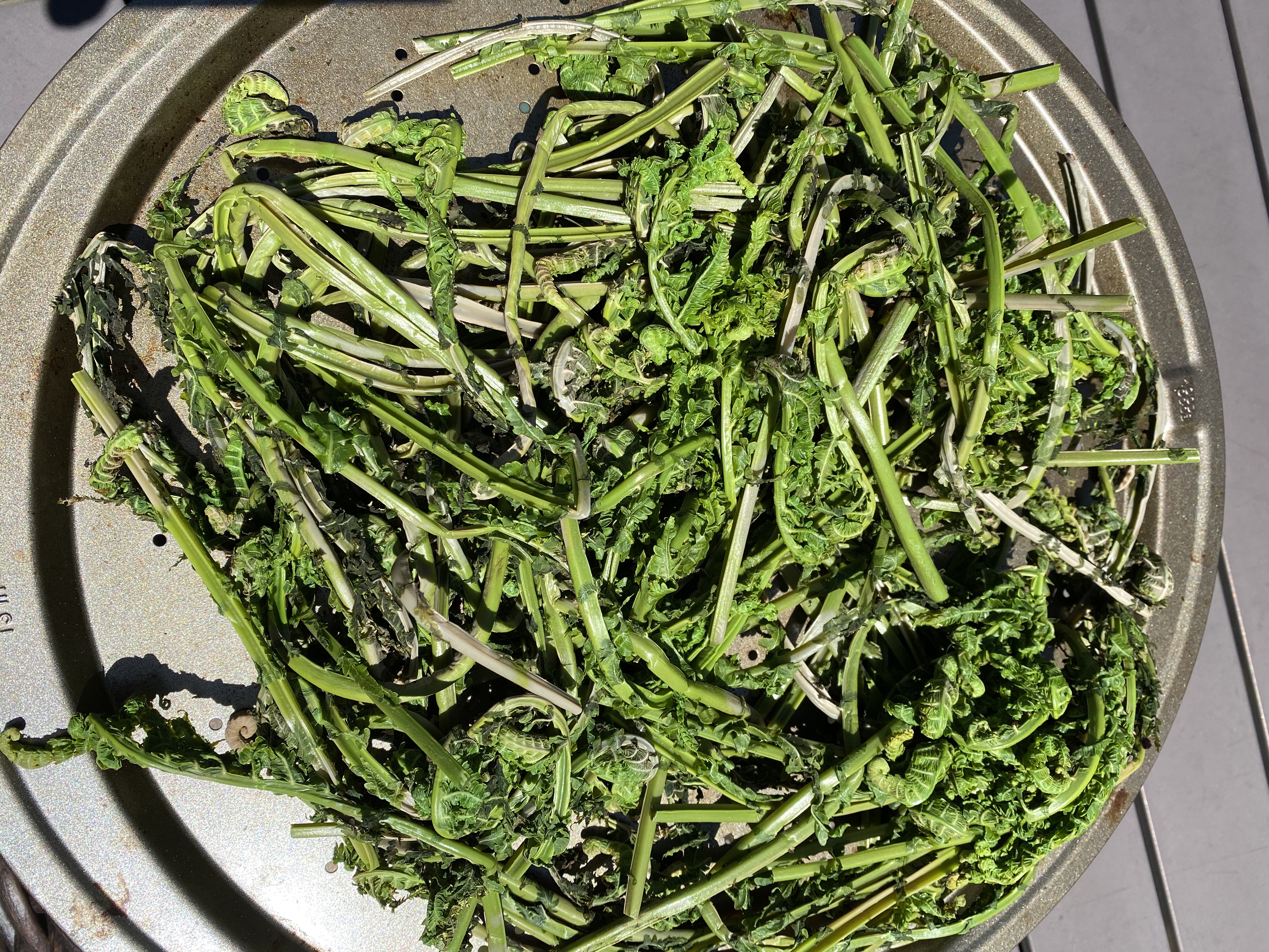 【食在春天】蕨菜三吃-炒，晒，拌的做法 步骤11