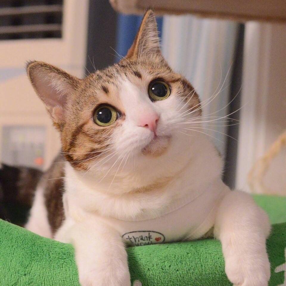 Akiko711
