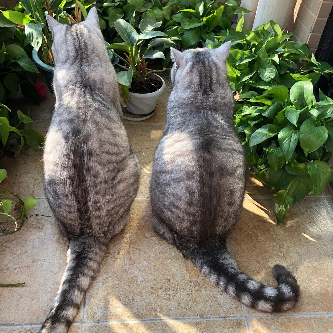 家有团子豆浆油条喵喵哒