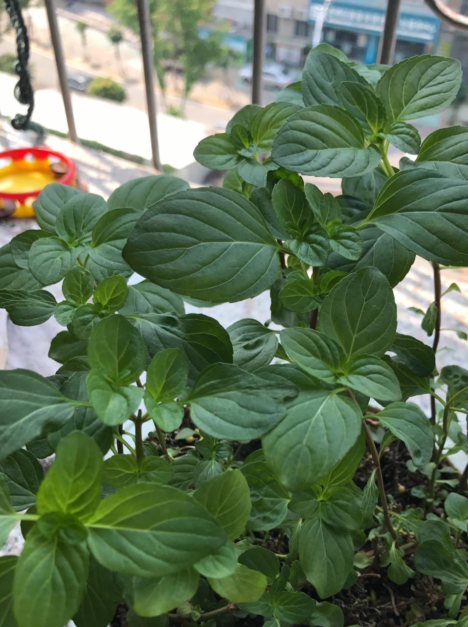 薄荷种植手册，如何把你的薄荷养到爆盆