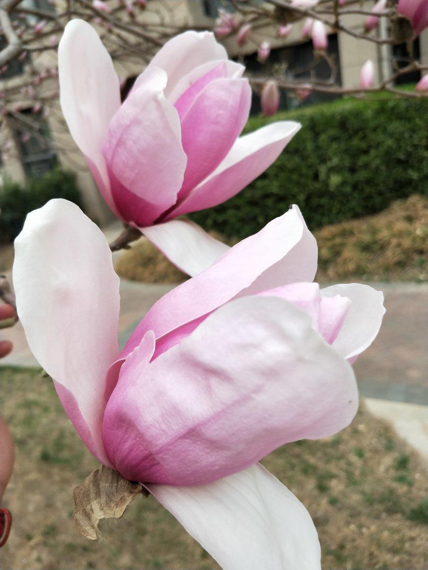记录春天，留住春天的美好！
