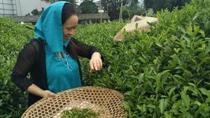 自制绿茶粉🍵的做法 步骤3