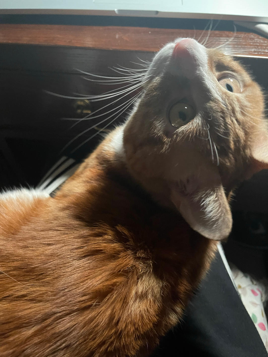 minifox77