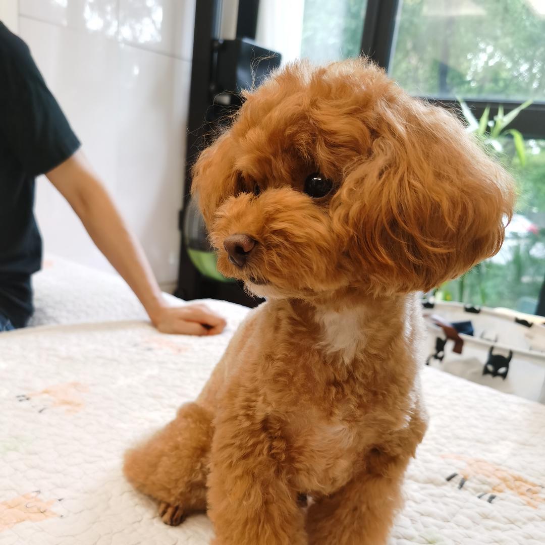 麦吉吉吉